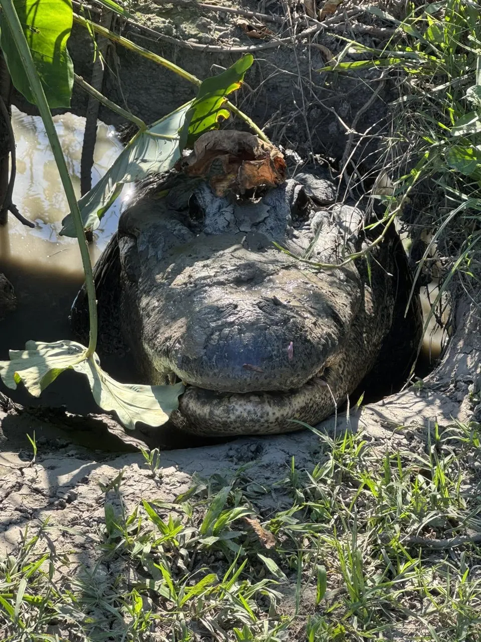 Close-up of an alligator in the grass