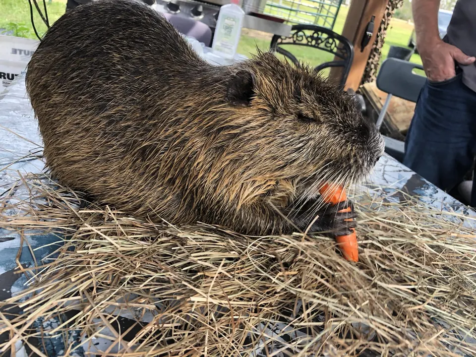 A nutria eating a carrot