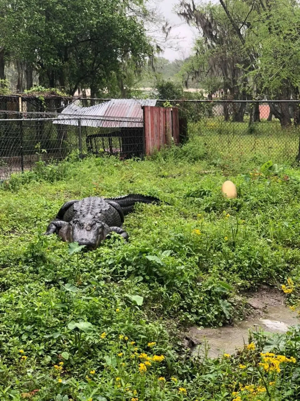 An alligator resting in the grass at Zam's ecological park
