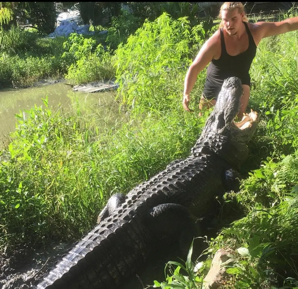 ZZ guiding a big alligator along the bank