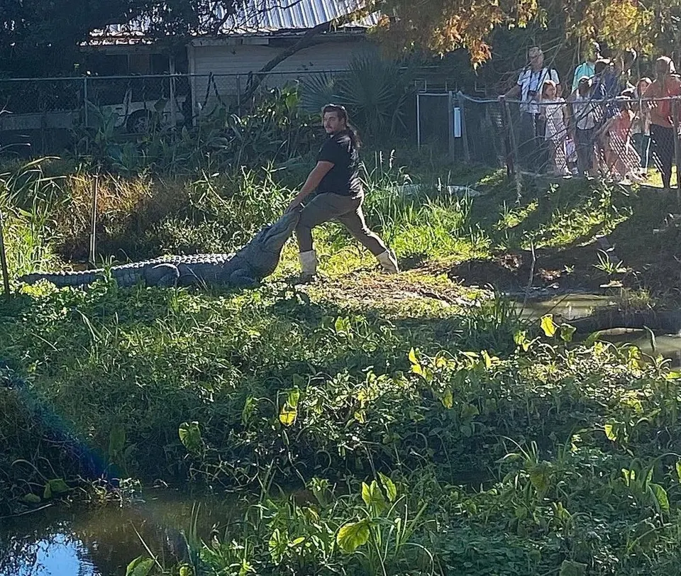 Guests watching ZZ with an alligator in the park